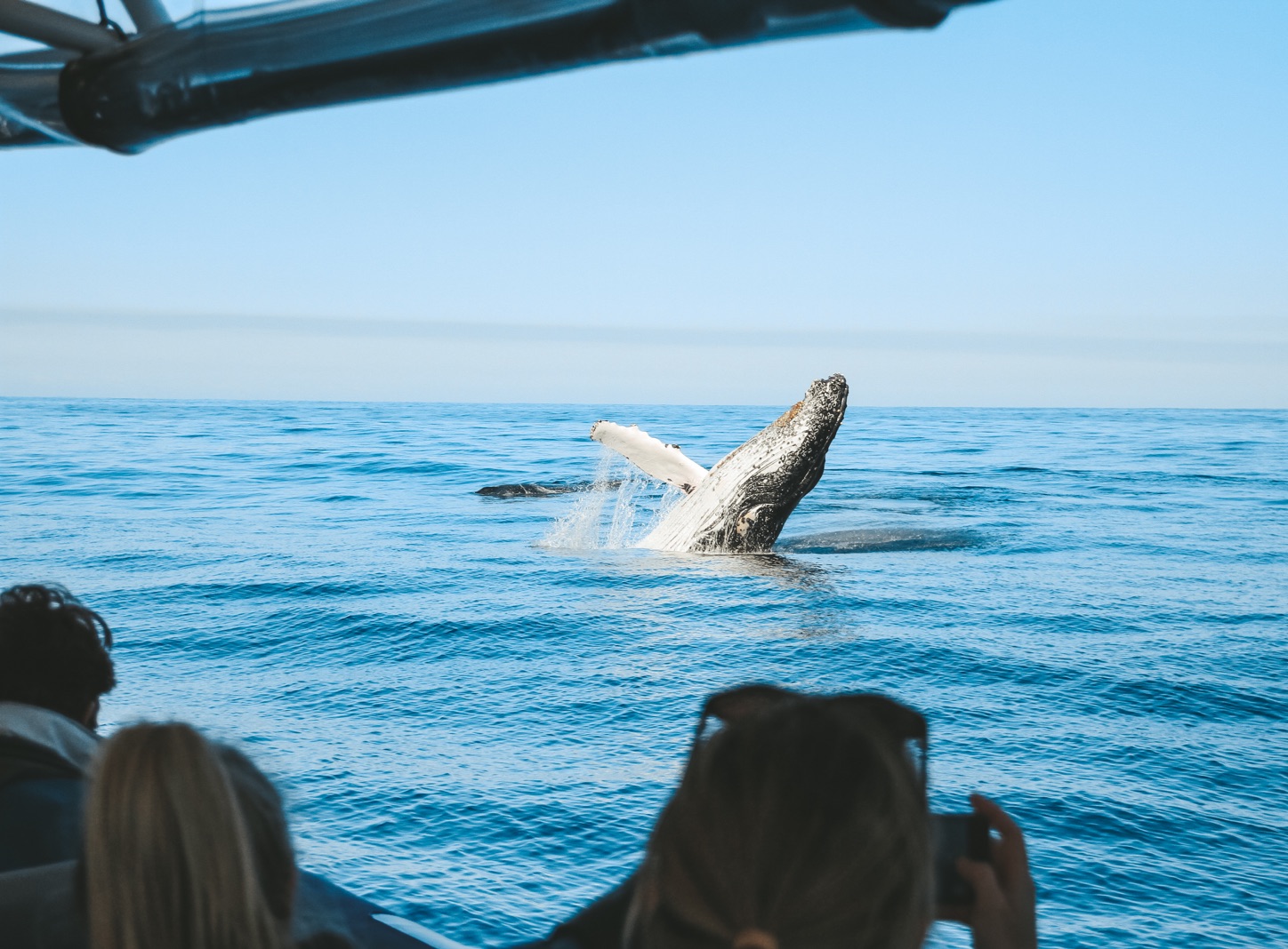 Whale Watching Byron Bay | Out Of The Blue Adventures