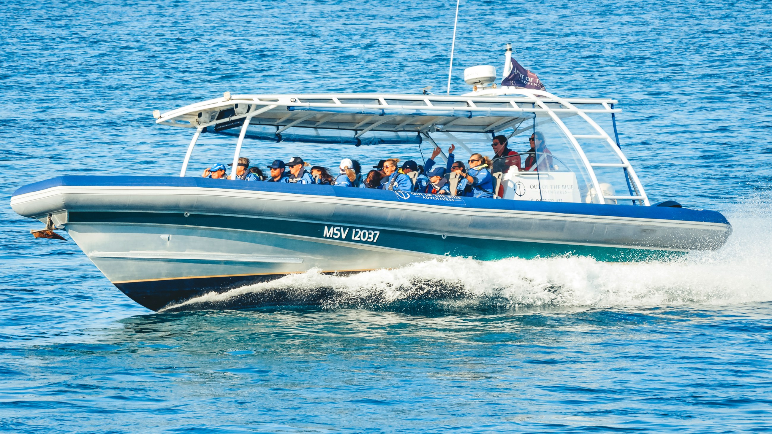 Byron Bay Dolphins Cruise - Out Of The Blue Adventures