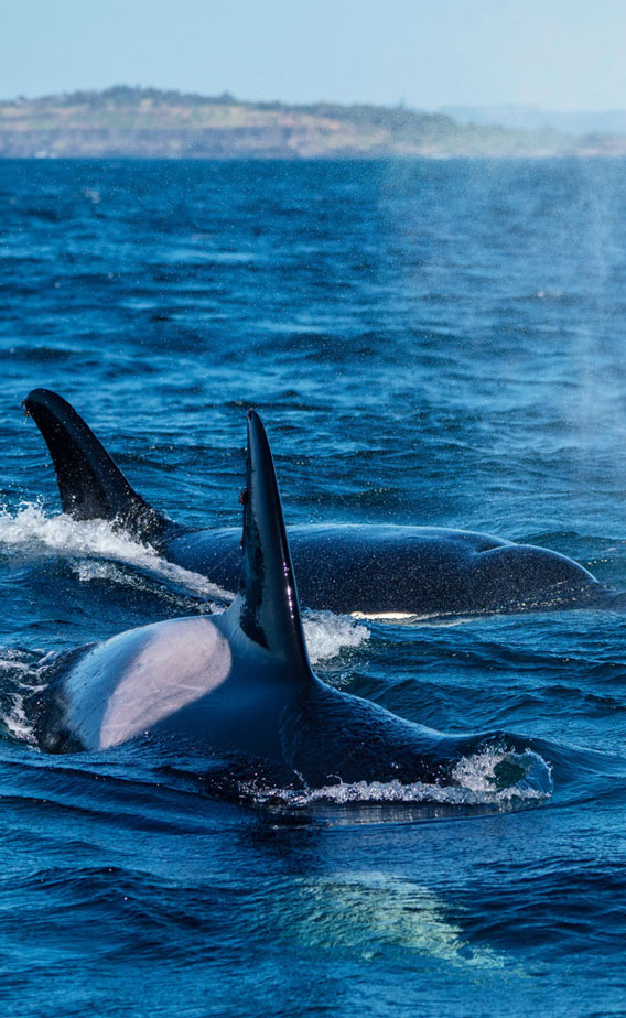 Killer Whale Sighting In Ballina | Out Of The Blue Adventures